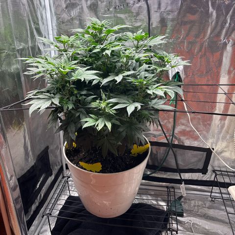 Petree growlog photo: Growing an inch about every two days 