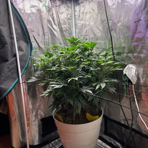 Petree growlog photo: Grown two inches in two days