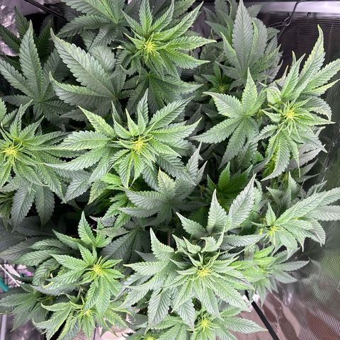 Petree growlog photo: Grown two inches in two days
