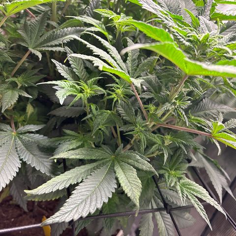 Petree growlog photo: Grown two inches in two days