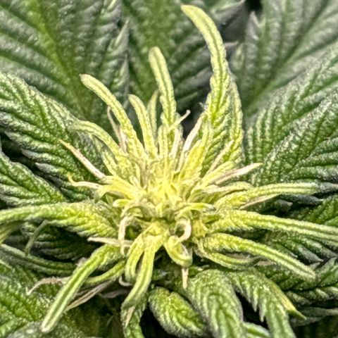 Petree growlog photo: Grown two inches in two days