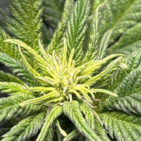 Petree growlog photo: Grown two inches in two days