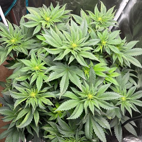Petree growlog photo: Grown two inches in two days