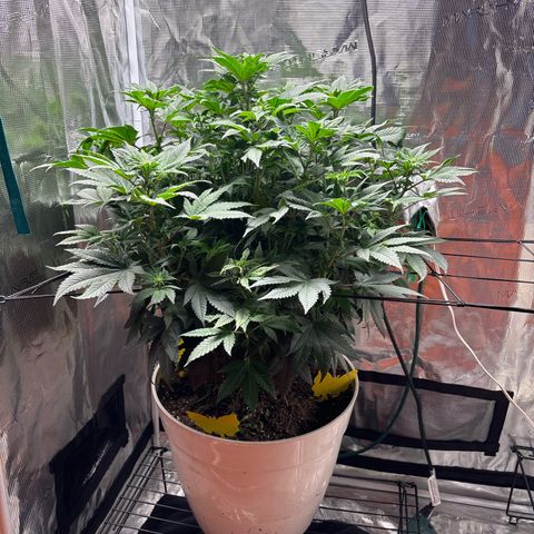 Petree growlog photo: Grown two inches in two days