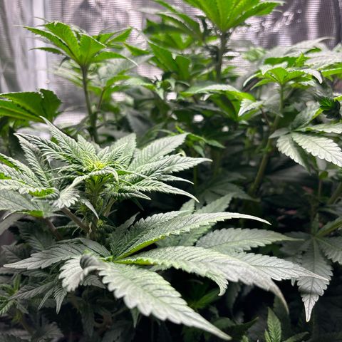 Petree growlog photo: Grown two inches in two days