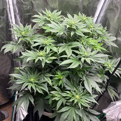 Petree growlog photo: Wow