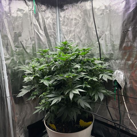 Petree growlog photo: Wow
