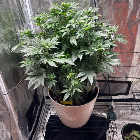 Petree growlog photo: Wow