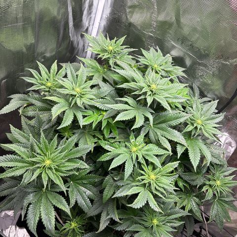 Petree growlog photo: Wow