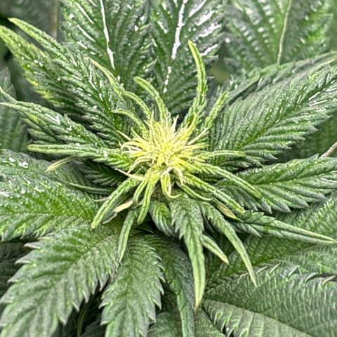 Petree growlog photo: Wow