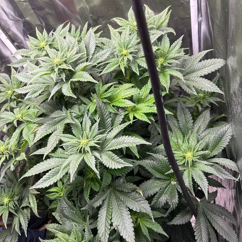 Petree growlog photo: Wow