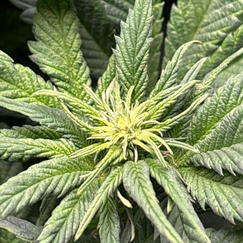 Petree growlog photo: Wow