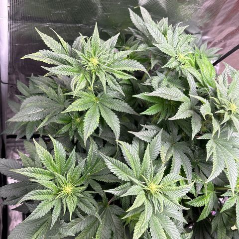 Petree growlog photo: Wow