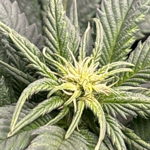 Petree growlog timeline photo