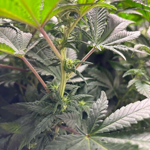 Petree growlog timeline photo