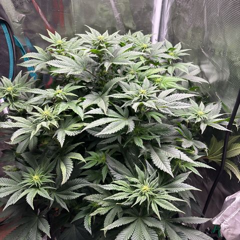 Petree growlog timeline photo