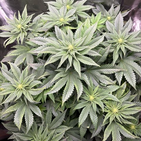 Petree growlog timeline photo