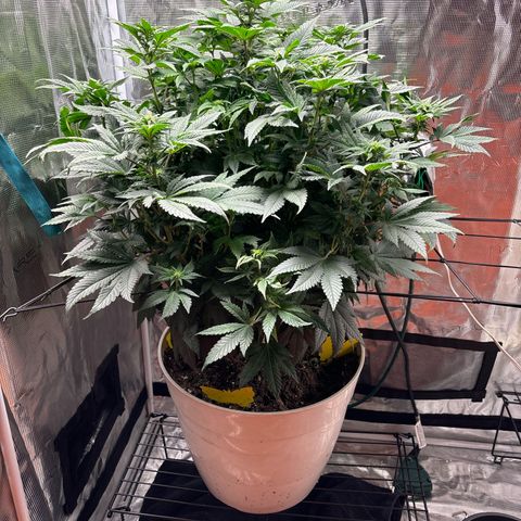 Petree growlog timeline photo