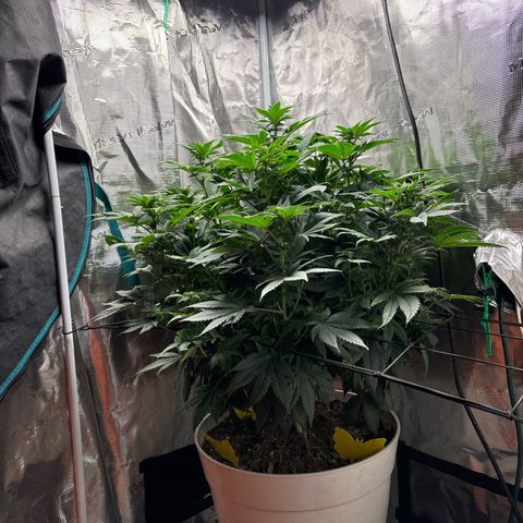 Petree growlog timeline photo