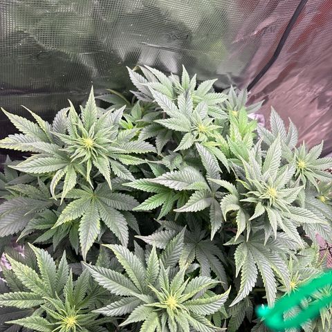 Petree growlog timeline photo