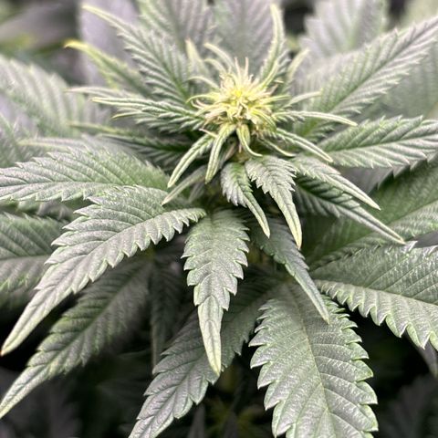 Petree growlog timeline photo