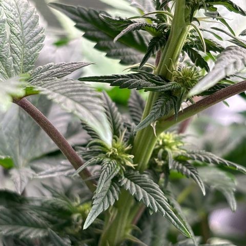 Petree growlog timeline photo