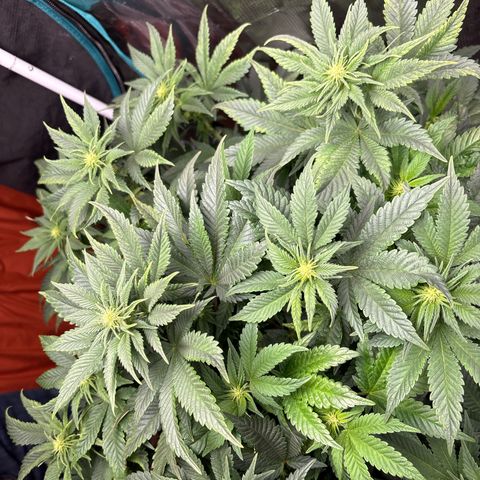 Petree growlog timeline photo