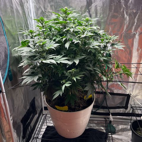 Petree growlog timeline photo