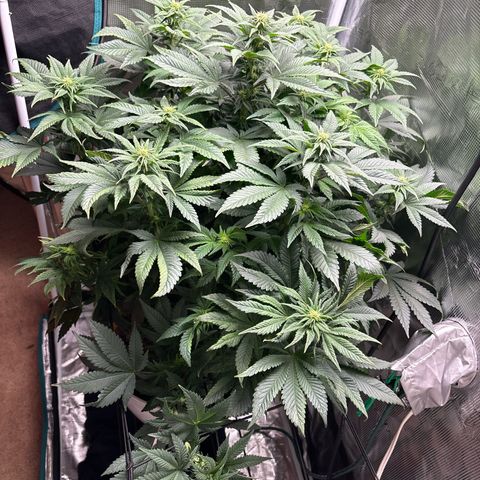 Petree growlog timeline photo