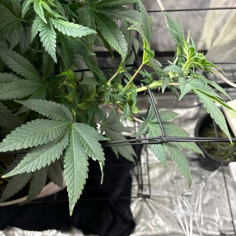 Petree growlog timeline photo