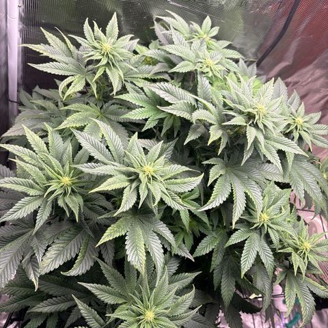 Petree growlog timeline photo