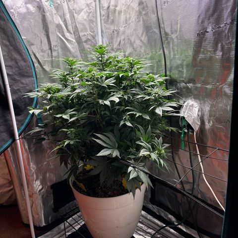 Petree growlog timeline photo