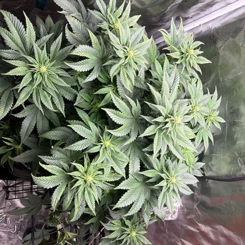 Petree growlog timeline photo
