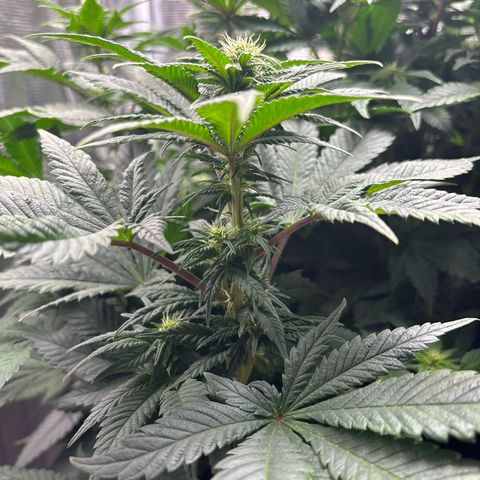 Petree growlog photo: Buds have set. Defoil on next water