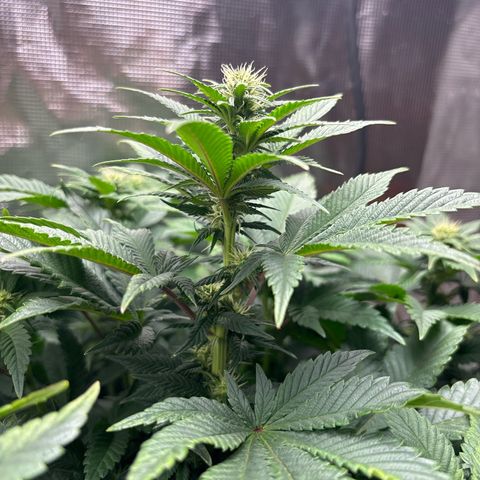 Petree growlog photo: Buds have set. Defoil on next water