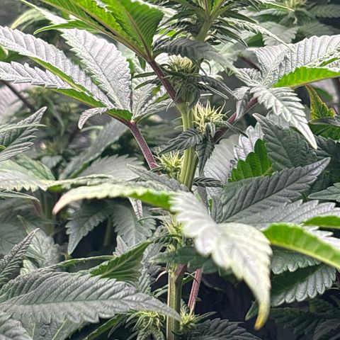 Petree growlog photo: Buds have set. Defoil on next water