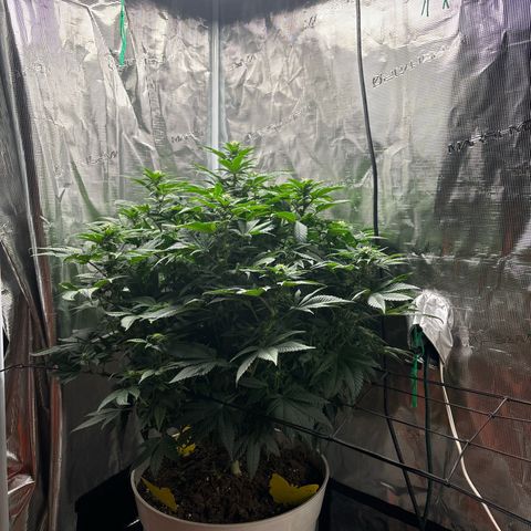 Petree growlog photo: Buds have set. Defoil on next water