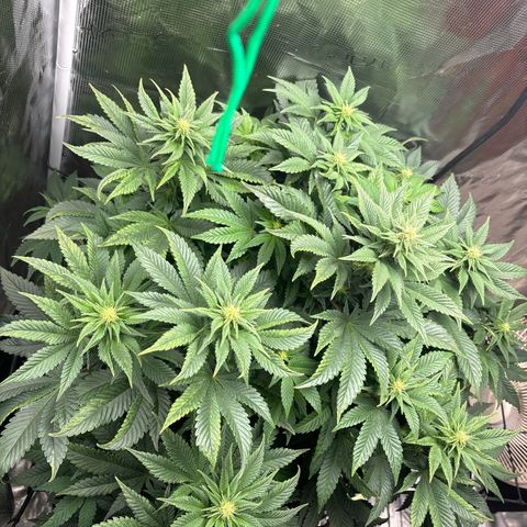 Petree growlog photo: Buds have set. Defoil on next water