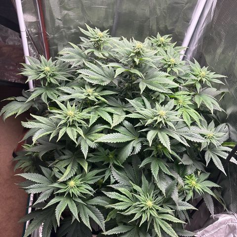 Petree growlog photo: Buds have set. Defoil on next water