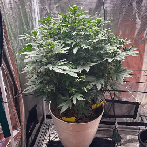 Petree growlog photo: Buds have set. Defoil on next water