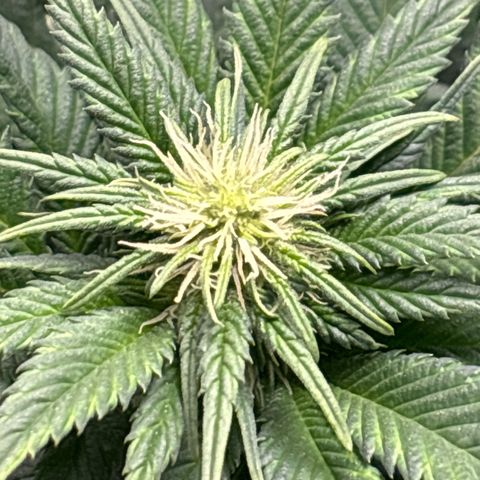 Petree growlog photo: Buds have set. Defoil on next water