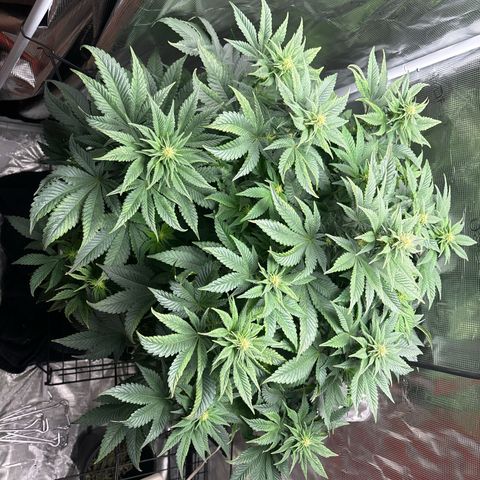 Petree growlog photo: Buds have set. Defoil on next water