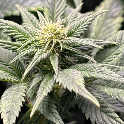 Petree growlog photo: Buds have set. Defoil on next water