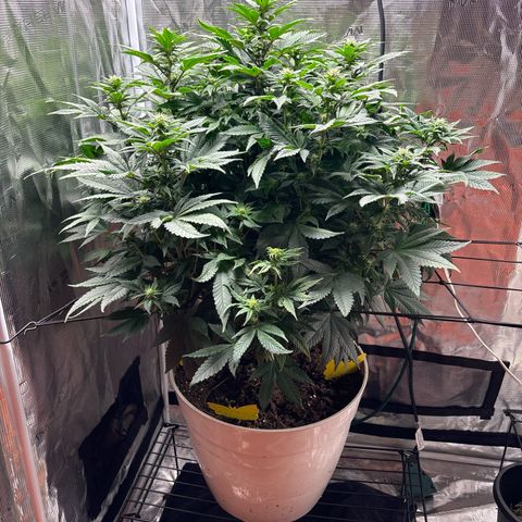 Petree growlog photo: Before defoil