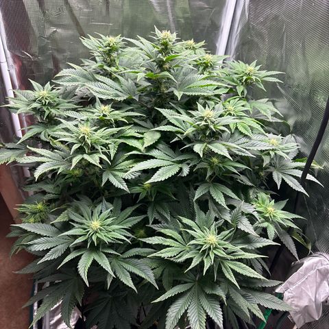 Petree growlog photo: Before defoil
