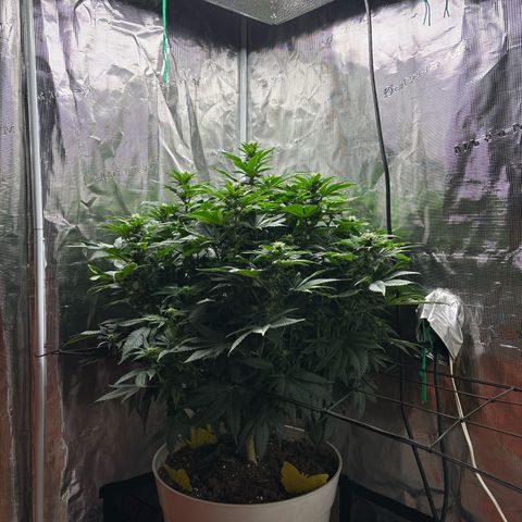 Petree growlog photo: Before defoil