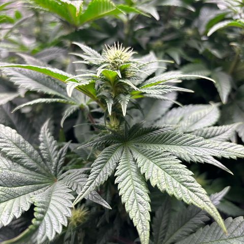 Petree growlog photo: Before defoil