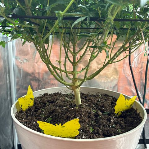 Petree growlog photo: Afte defoil