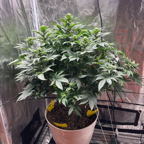 Petree growlog photo: Afte defoil