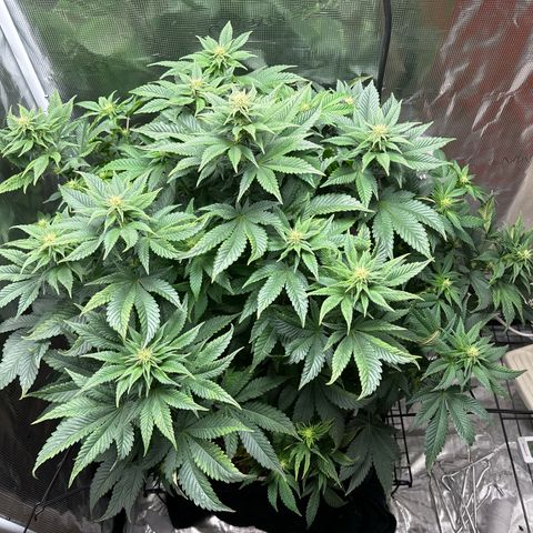 Petree growlog photo: Afte defoil